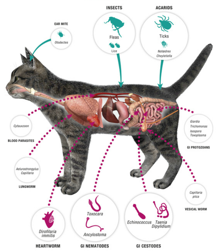 How To Cure Worms In Cats toxoplasmosis